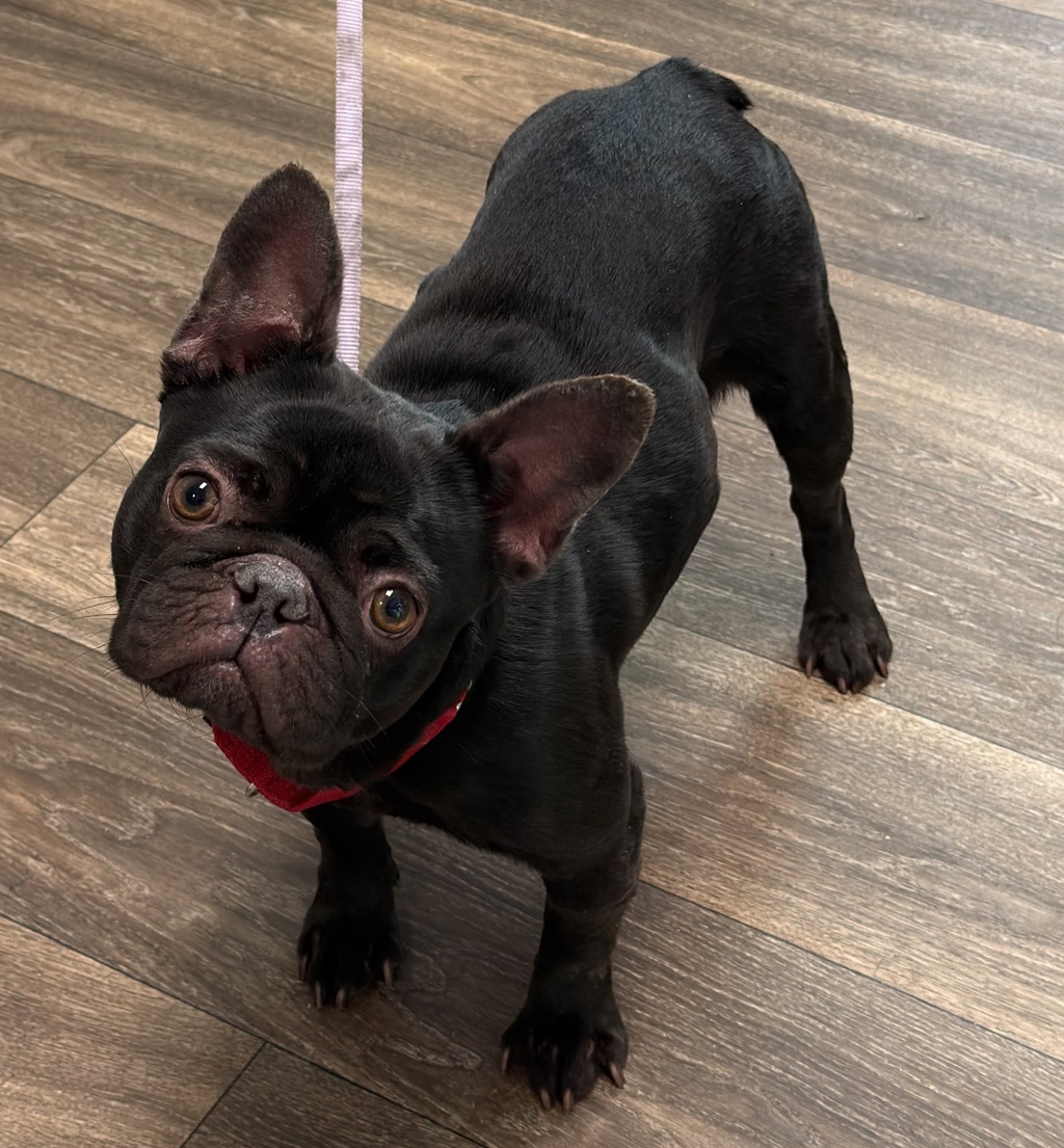 Shelter Stray Female Dog last seen Keating Street, San Diego, CA, 92110, 5500 Gaines St, San Diego, CA 92110, USA