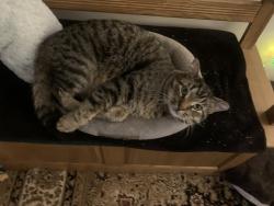 Lost Male Cat last seen West Capitol Dr. Hartland, WI 53029, Hartland, WI 53029