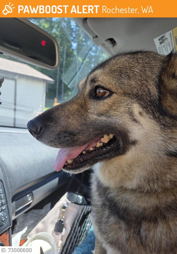 Found/Stray Female Dog last seen Michigan hill rd and Langworthy Rd SW, Rochester, WA 98579