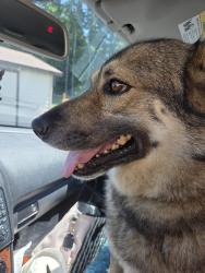 Found/Stray Female Dog last seen Michigan hill rd and Langworthy Rd SW, Rochester, WA 98579