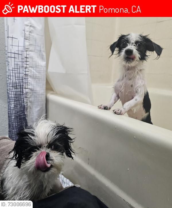 Lost Female Dog last seen Loranne and Kingsley , Pomona, CA 91767