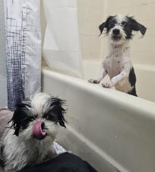 Lost Female Dog last seen Loranne and Kingsley , Pomona, CA 91767