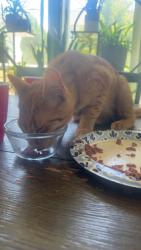 Reunited Male Cat last seen Ten mile and chinden, Meridian, ID 83646