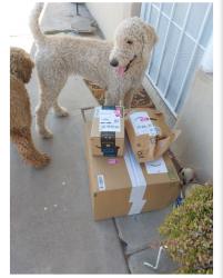 Found/Stray Female Dog last seen Near W Heatherbrae Drive Phoenix, Phoenix, AZ 85033