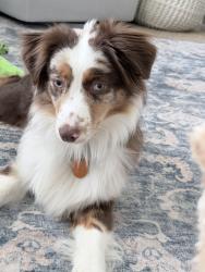 Lost Female Dog last seen Zip code 74364 (On a ranch in rose county), Rose, OK 74364