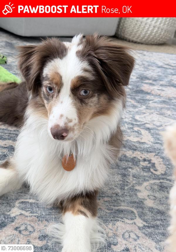 Lost Female Dog last seen Zip code 74364 (On a ranch in rose county), Rose, OK 74364
