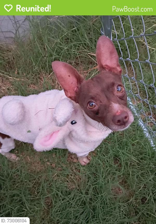Reunited Male Dog last seen Sus Ct & Allencrest Dr, White Settlement, TX 76108