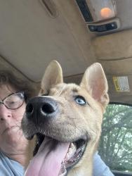 Found/Stray Female Dog last seen Parkside & Mendenhall, Memphis, TN 38117