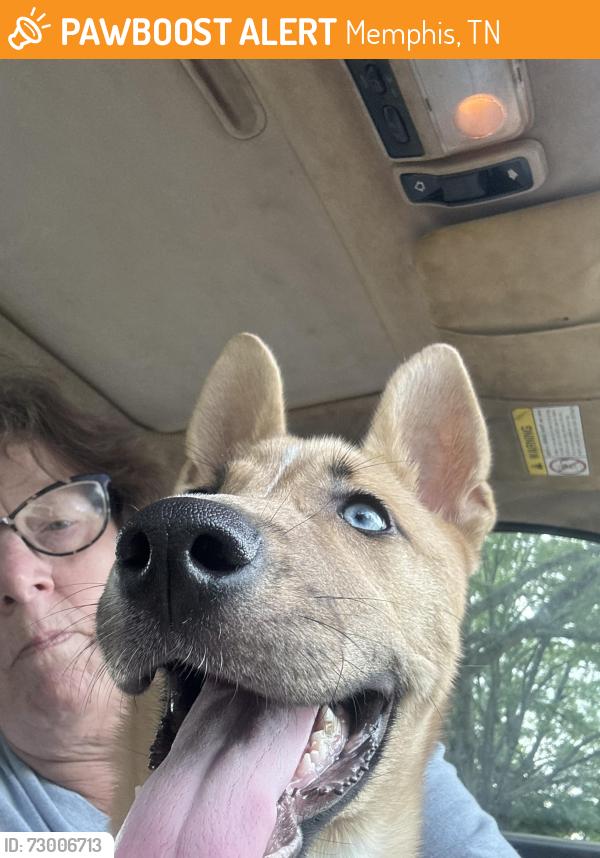 Found/Stray Female Dog last seen Parkside & Mendenhall, Memphis, TN 38117