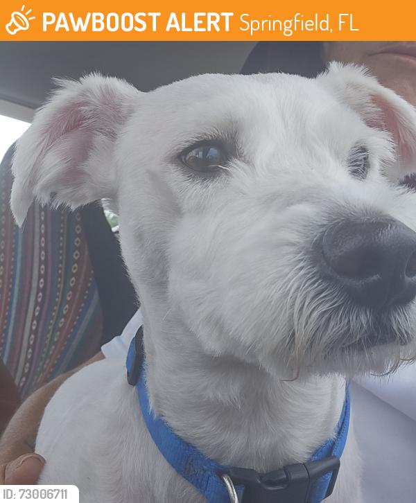 Found/Stray Male Dog last seen At Goodwill , Springfield, FL 32401