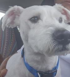 Found/Stray Male Dog last seen At Goodwill , Springfield, FL 32401