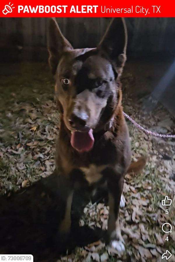 Lost Male Dog last seen Kitty Hawk rd Cibolo creek area, Universal City, TX 78148
