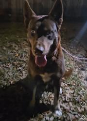 Lost Male Dog last seen Kitty Hawk rd Cibolo creek area, Universal City, TX 78148