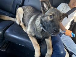 Found/Stray Male Dog last seen 6th st del Rosa , Highland, CA 92410
