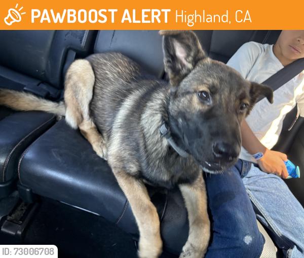 Found/Stray Male Dog last seen 6th st del Rosa , Highland, CA 92410