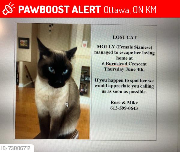Lost Female Cat last seen Burnstead cres., Ottawa, ON K2M