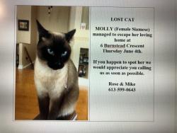 Lost Female Cat last seen Burnstead cres., Ottawa, ON K2M