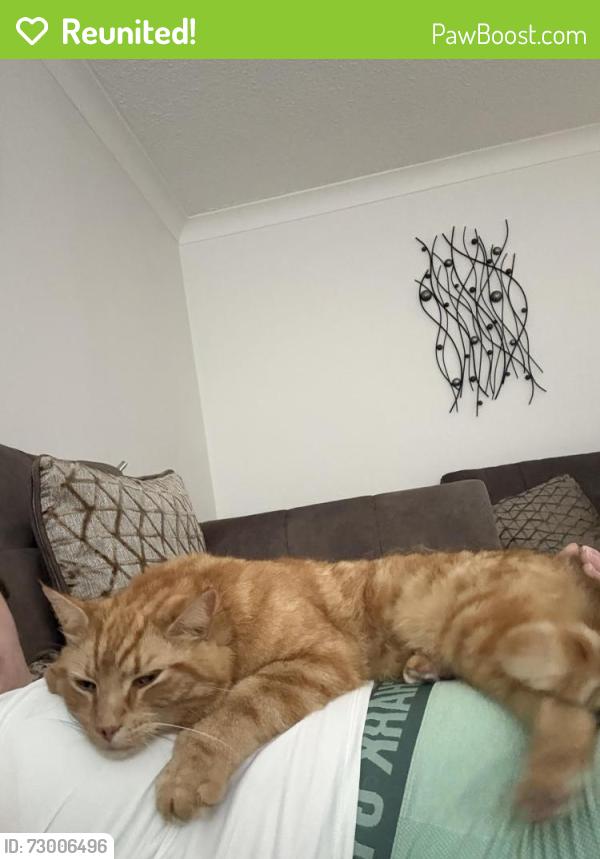 Reunited Male Cat last seen B781BB, Birchmoor, England B78 1BB