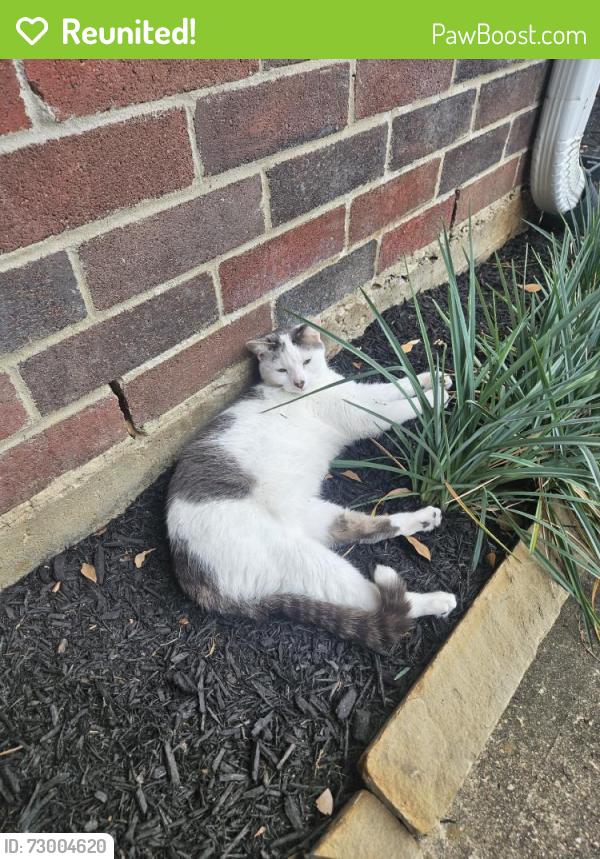 Reunited Female Cat last seen Near Candlecreek Dr, Spring, TX 77388, USA, Spring, TX 77388