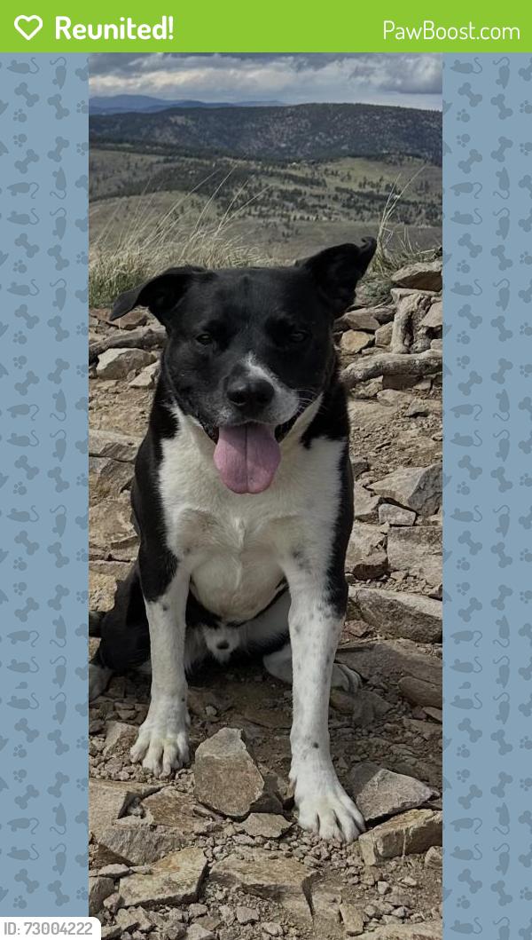 Reunited Male Dog last seen Gold Lake Road & road 376, Ward, CO 80302