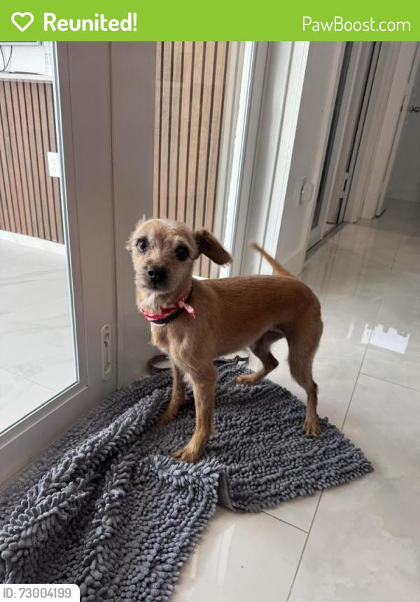 Reunited Female Dog last seen Near W 72nd Ter Hialeah FL 33018, Hialeah, FL 33018