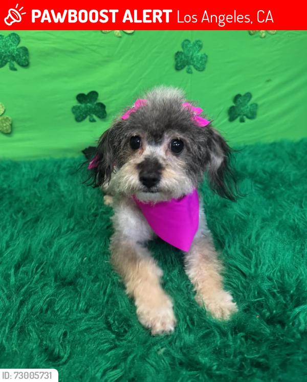Lost Female Dog last seen Wadsworth ave , Los Angeles, CA 90011