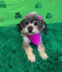 Lost Female Dog last seen Wadsworth ave , Los Angeles, CA 90011