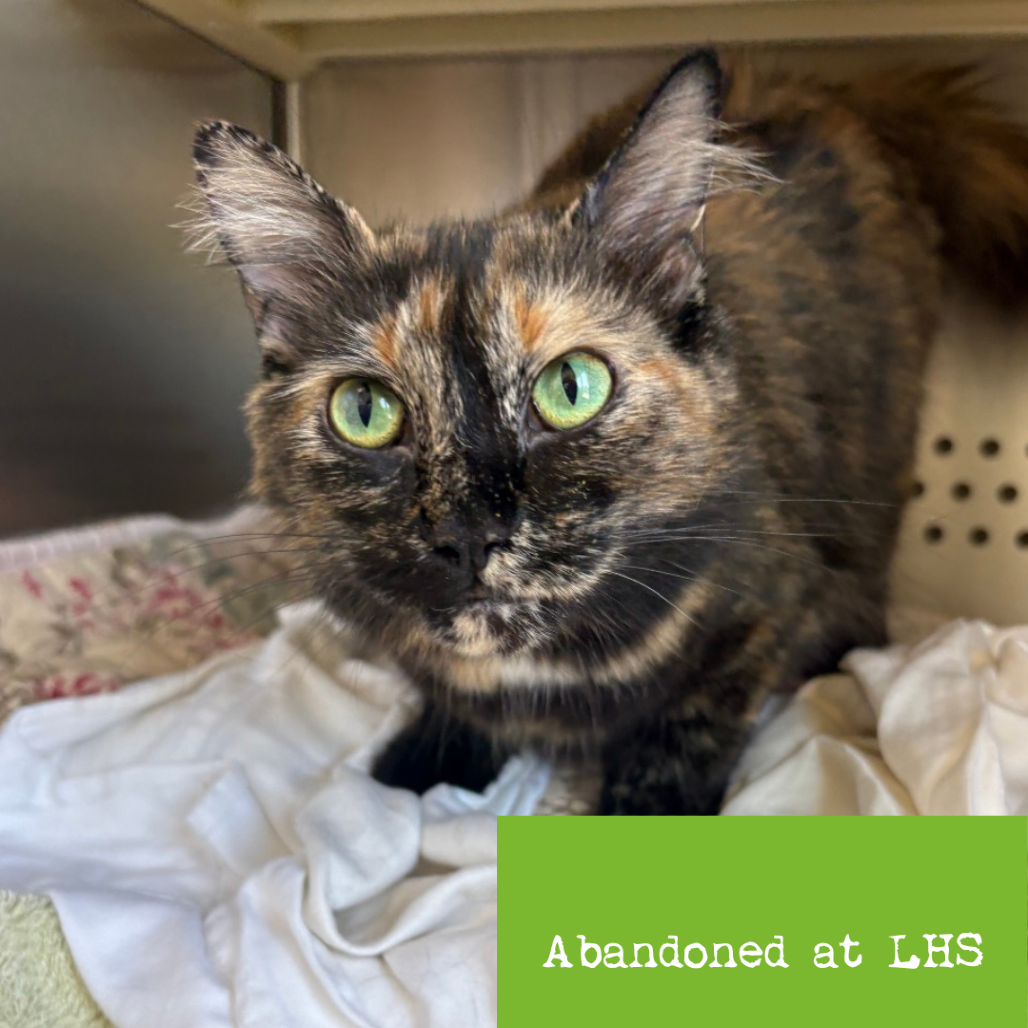 Shelter Stray Female Cat last seen , 1211 Old Graves Mill Rd, Lynchburg, VA 24502, USA