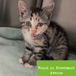 Shelter Stray Female Cat last seen , 1211 Old Graves Mill Rd, Lynchburg, VA 24502, USA