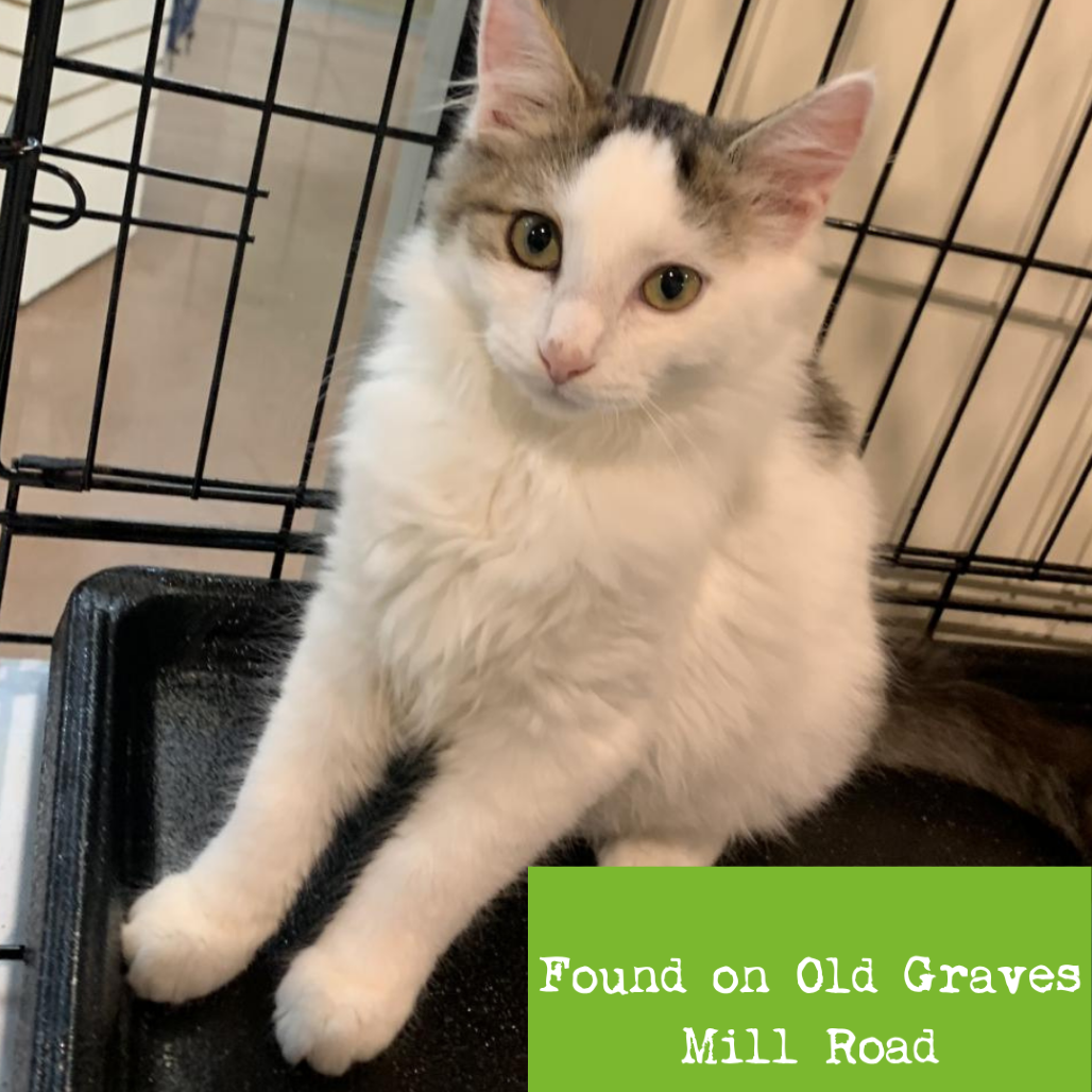 Shelter Stray Female Cat last seen , 1211 Old Graves Mill Rd, Lynchburg, VA 24502, USA
