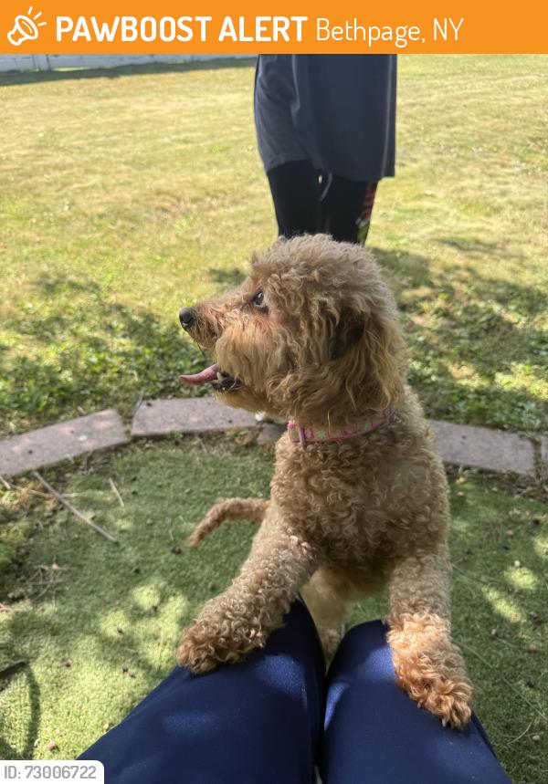Found/Stray Female Dog last seen Broadway bethpage , Bethpage, NY 11714