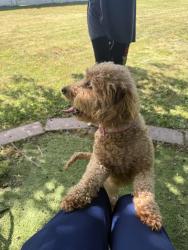 Found/Stray Female Dog last seen Broadway bethpage , Bethpage, NY 11714