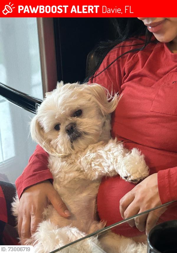 Lost Male Dog last seen Near sw 39th street, Davie, FL 33314