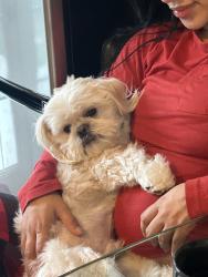 Lost Male Dog last seen Near sw 39th street, Davie, FL 33314