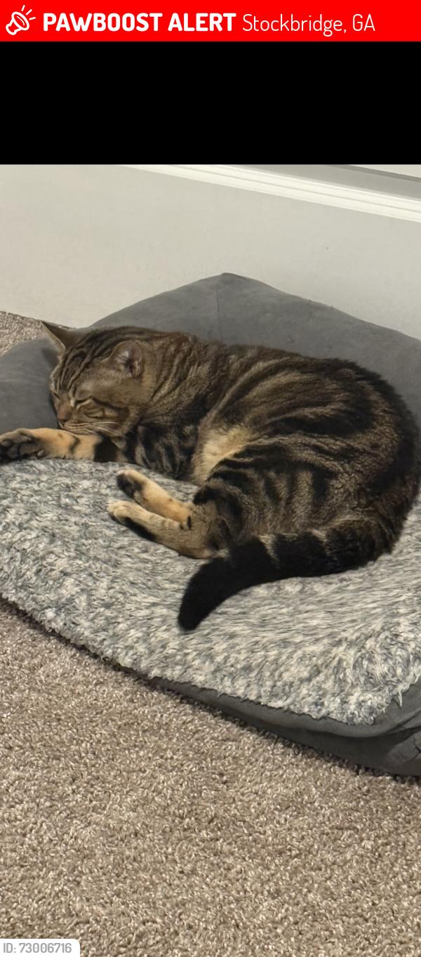 Lost Male Cat last seen Waterford Place apmts , Stockbridge, GA 30281