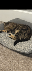 Lost Male Cat last seen Waterford Place apmts , Stockbridge, GA 30281