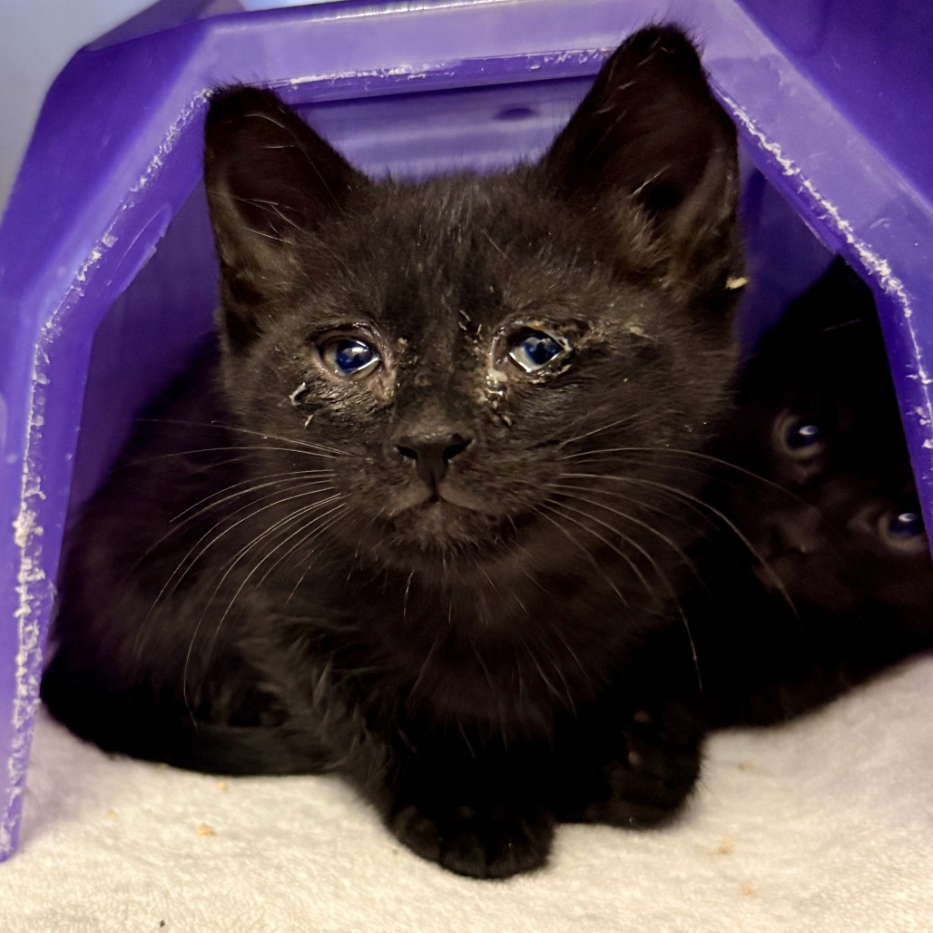 Shelter Stray Male Cat last seen , 4575 E Mesquite Ave, Palm Springs, CA 92264, USA