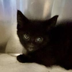 Shelter Stray Male Cat last seen , 4575 E Mesquite Ave, Palm Springs, CA 92264, USA