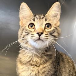 Shelter Stray Male Cat last seen , 4575 E Mesquite Ave, Palm Springs, CA 92264, USA