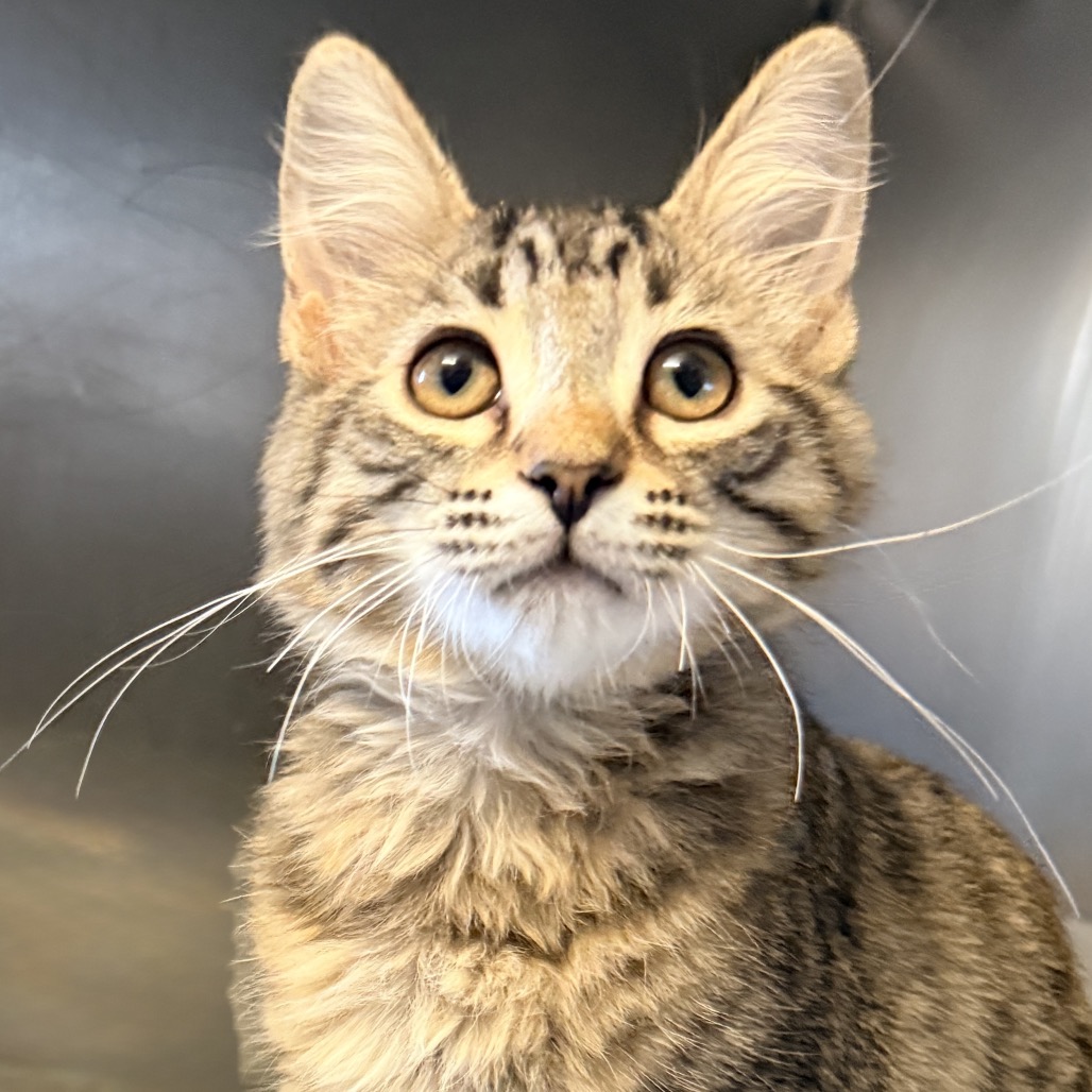 Shelter Stray Male Cat last seen , 4575 E Mesquite Ave, Palm Springs, CA 92264, USA