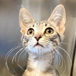 Shelter Stray Male Cat last seen , 4575 E Mesquite Ave, Palm Springs, CA 92264, USA