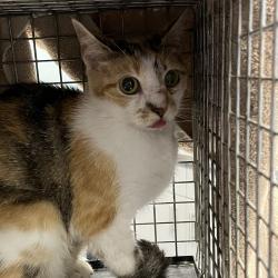 Shelter Stray Female Cat last seen , 980 Guilford College Rd, Greensboro, NC 27409, USA