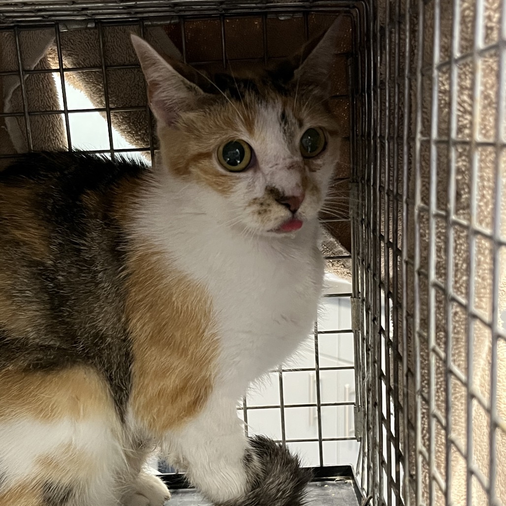 Shelter Stray Female Cat last seen , 980 Guilford College Rd, Greensboro, NC 27409, USA
