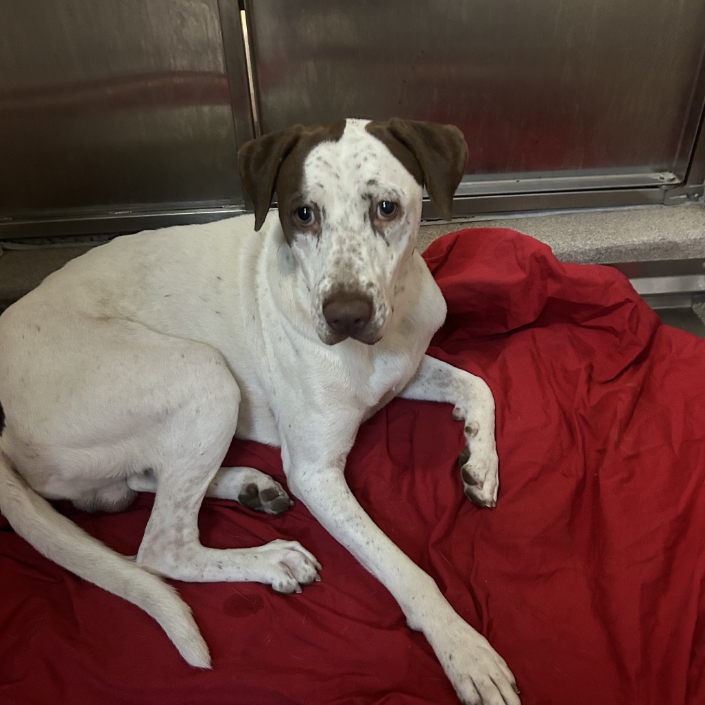 Shelter Stray Male Dog last seen , 4575 E Mesquite Ave, Palm Springs, CA 92264, USA