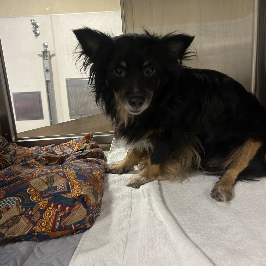 Shelter Stray Male Dog last seen , 4575 E Mesquite Ave, Palm Springs, CA 92264, USA