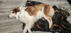 Reunited Female Dog last seen Near the Walmart super center, Rialto, CA 92376