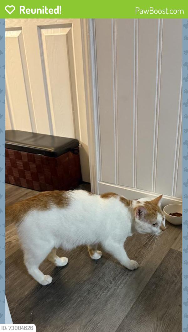 Reunited Male Cat last seen Midwood Dr, Salina, NY 13088, USA, Salina, NY 13088