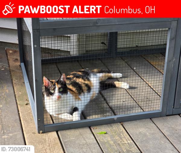Lost Female Cat last seen Kestrel drive and tourmaline dr, Columbus, OH 43004