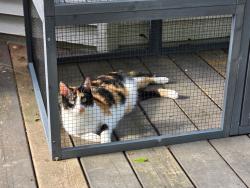 Lost Female Cat last seen Kestrel drive and tourmaline dr, Columbus, OH 43004