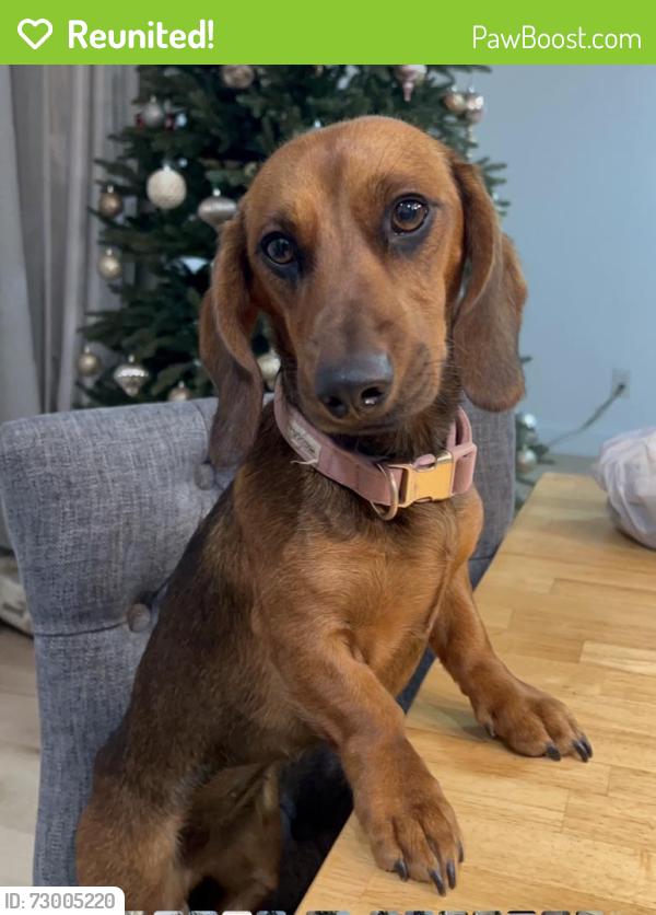 Reunited Female Dog last seen Budlong and Raymond, Gardena, CA 90247